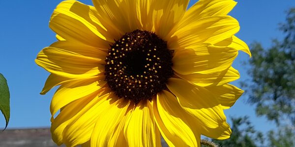 Image related to The success of our community sunflowers