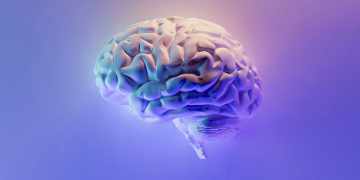 Baby brain development and attachment